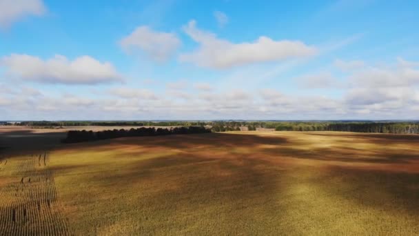 Flug Und Start Über Maisfeld Luftaufnahme — Stockvideo