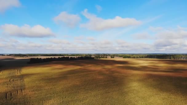 Mısır Tarlası Üzerinde Uçuş Kalkış Havadan Panoramik Görüş — Stok video