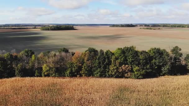 Flight Takeoff Corn Field Aerial Panoramic View — Stock Video