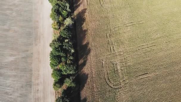 トウモロコシ畑の上の飛行及び離陸 空中パノラマビュー — ストック動画