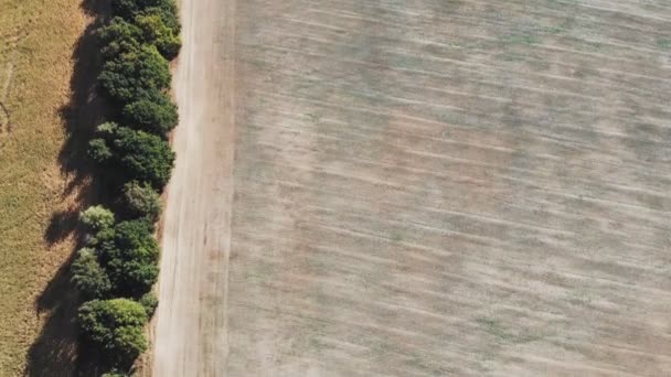 Полет Взлет Над Кукурузным Полем Панорамный Вид Воздуха — стоковое видео