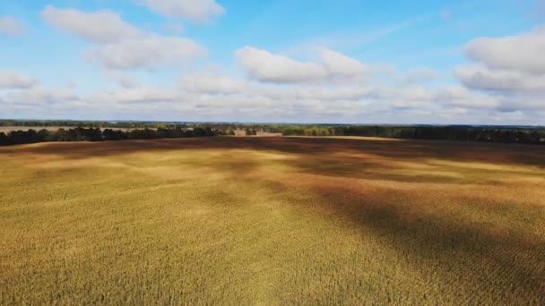 Voo Decolagem Acima Campo Milho Vista Panorâmica Aérea — Vídeo de Stock