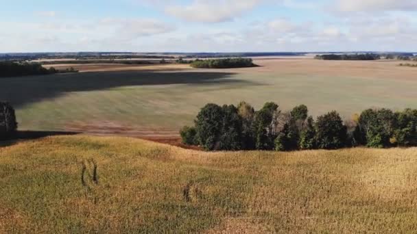 Vuelo Despegue Por Encima Del Campo Maíz Vista Panorámica Aérea — Vídeo de stock