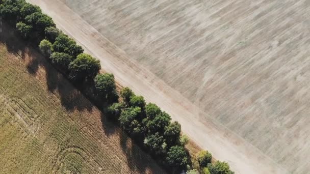 在玉米地上空飞行和起飞 鸟瞰全景 — 图库视频影像