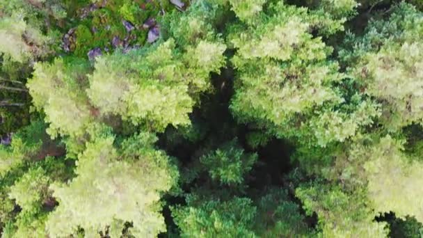 Natur Von Oben Nach Unten Luftaufnahme Flug Über Üppigen Kiefernwald — Stockvideo