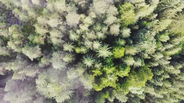 Natureza Vista Aérea Cima Para Baixo Sobrevoando Exuberante Floresta Pinheiros — Vídeo de Stock