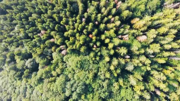 Natureza Vista Aérea Cima Para Baixo Sobrevoando Exuberante Floresta Pinheiros — Vídeo de Stock