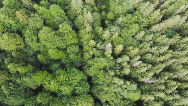 Vista Aérea Arriba Hacia Abajo Naturaleza Volando Sobre Frondoso Bosque — Vídeo de stock