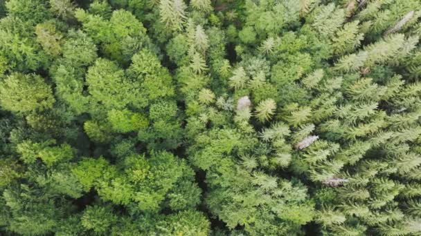 Vista Aérea Arriba Hacia Abajo Naturaleza Volando Sobre Frondoso Bosque — Vídeos de Stock