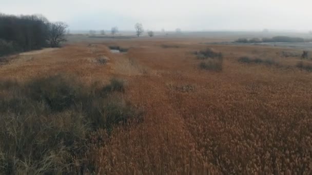 Videografia Drone Una Palude Selvaggia Durante Caldo Inverno — Video Stock