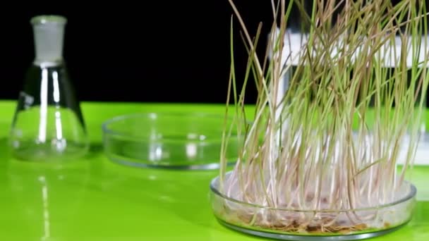 Δείγμα Σπόρων Σιταριού Φύτρο Βρίσκεται Ένα Τραπέζι Βιοχημικό Εργαστήριο — Αρχείο Βίντεο