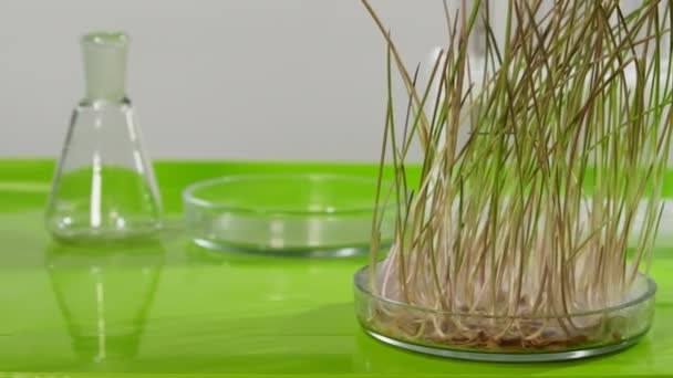 Δείγμα Σπόρων Σιταριού Φύτρο Βρίσκεται Ένα Τραπέζι Βιοχημικό Εργαστήριο — Αρχείο Βίντεο
