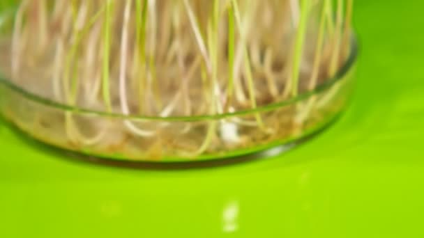 Eine Probe Gekeimten Weizenkorns Steht Auf Einem Tisch Einem Biochemischen — Stockvideo