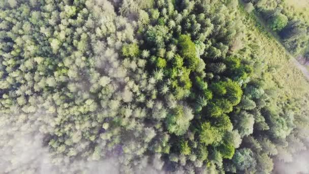 Natur Von Oben Nach Unten Luftaufnahme Flug Über Üppigen Kiefernwald — Stockvideo