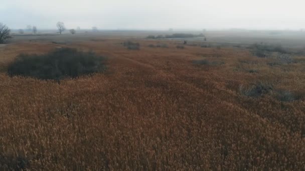 Videografia Drone Una Palude Selvaggia Durante Caldo Inverno — Video Stock