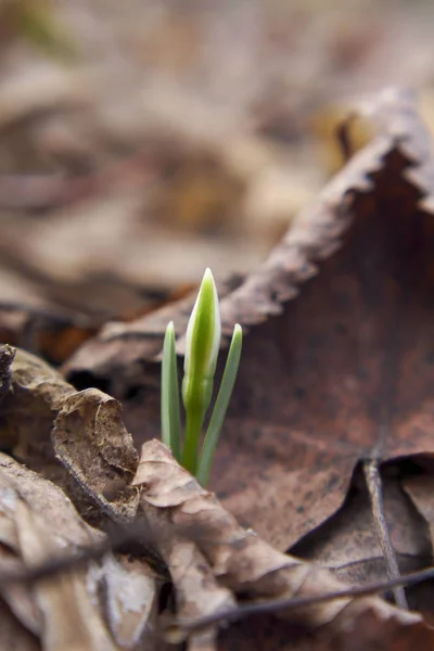 Snowdrop First Flower Grows End Winter Wonderful Young Flower — Stock Photo, Image
