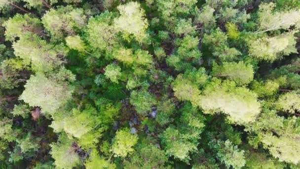Vista Aérea Arriba Hacia Abajo Naturaleza Volando Sobre Frondoso Bosque — Vídeos de Stock