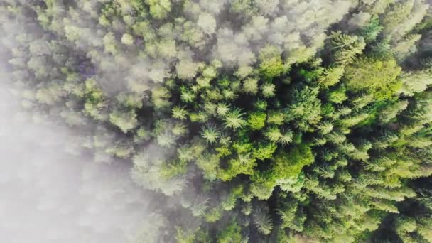 Nature vue aérienne du haut vers le bas, survolant une forêt luxuriante de pins dans le parc national pendant l'été .