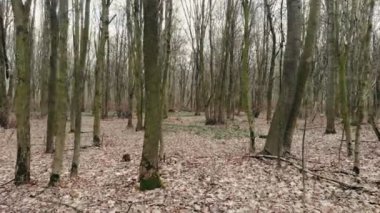 Kamera kışın vahşi ormanda uçar. Kar olmayan kış zamanı..