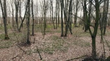 Kamera kışın vahşi ormanda uçar. Kar olmayan kış zamanı..