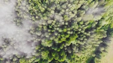Ulusal Park 'ta yaz aylarında yemyeşil çam ağaçları üzerinde uçan doğa manzarası..