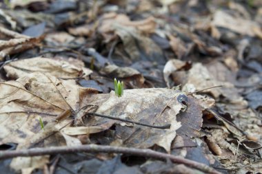 Kar damlası kışın sonunda büyüyen ilk çiçektir. Harika genç bir çiçek.
