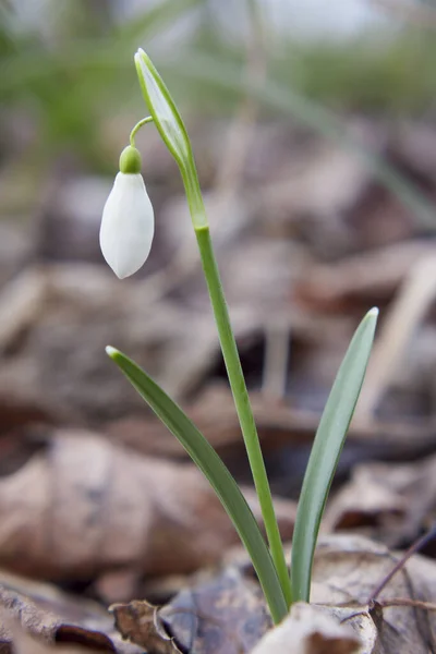 Gota Neve Primeira Flor Que Cresce Final Inverno Uma Maravilhosa — Fotografia de Stock