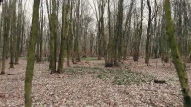 Kamera kışın vahşi ormanda uçar. Kar olmayan kış zamanı..