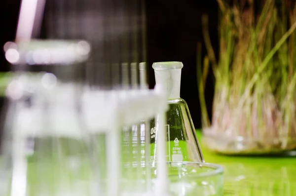 Uma Amostra Grão Trigo Brotado Está Uma Mesa Laboratório Bioquímico — Fotografia de Stock