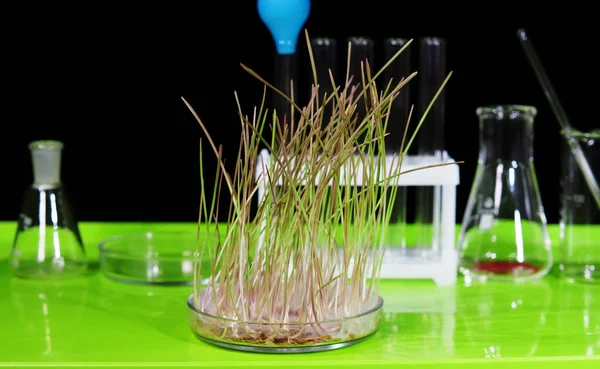 Una Muestra Grano Trigo Germinado Está Sobre Una Mesa Laboratorio — Foto de Stock