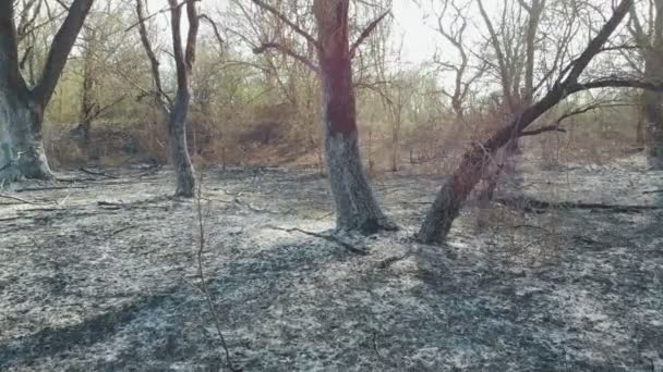 森林火災の結果 地面に灰と木を焼きます — ストック動画
