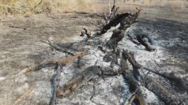 Orman yangınının sonuçları. Yerdeki küller ve yanmış ağaçlar..
