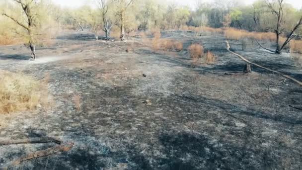 Последствия Лесного Пожара Пепел Земле Сгоревшие Деревья — стоковое видео