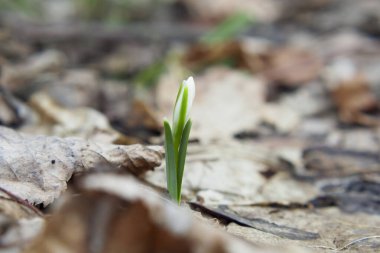 Kar damlası kışın sonunda büyüyen ilk çiçektir. Harika genç bir çiçek.