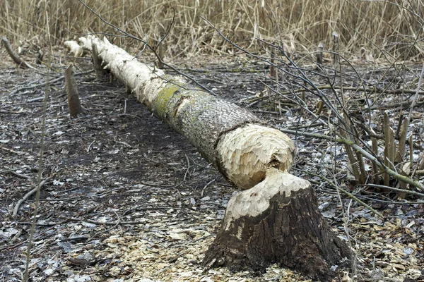 Resultaten Zijn Het Werk Van Een Bever Gekapte Bomen Opgegeten — Stockfoto