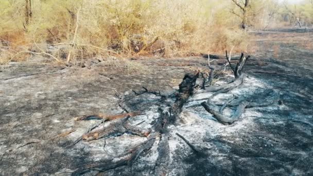 Consequências Incêndio Florestal Cinzas Chão Árvores Queimadas — Vídeo de Stock