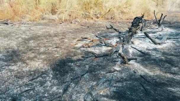 Gevolgen Van Een Bosbrand Grond Verbrande Bomen — Stockvideo