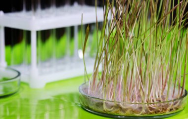 Filizlenmiş bir buğday örneği bir biyokimya laboratuvarında bir masanın üzerinde duruyor..