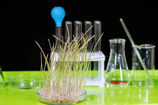 Sample Sprouted Wheat Grain Stands Table Biochemical Laboratory — 스톡 사진
