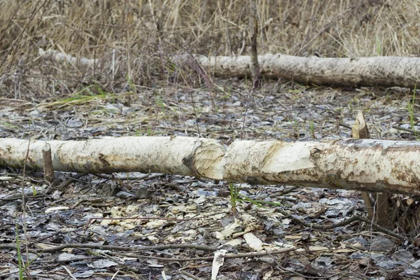 Resultaten Zijn Het Werk Van Een Bever Gekapte Bomen Opgegeten — Stockfoto