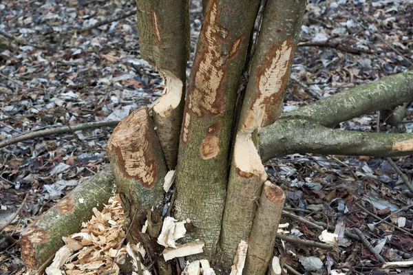 나무를 자르고 나무껍질을 비버가하는 이있다 겨울에는 나무껍질을 — 스톡 사진