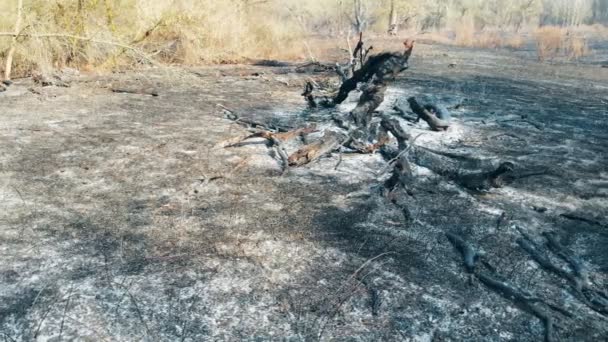 Συνέπειες Μιας Δασικής Φωτιάς Στάχτες Στο Έδαφος Και Καμένα Δέντρα — Αρχείο Βίντεο