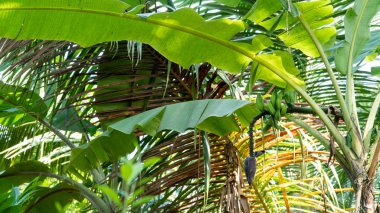 Çiçekli palmiye ağaçlarının arka planında yeşil muzlu çiçek açan muz ağacı.