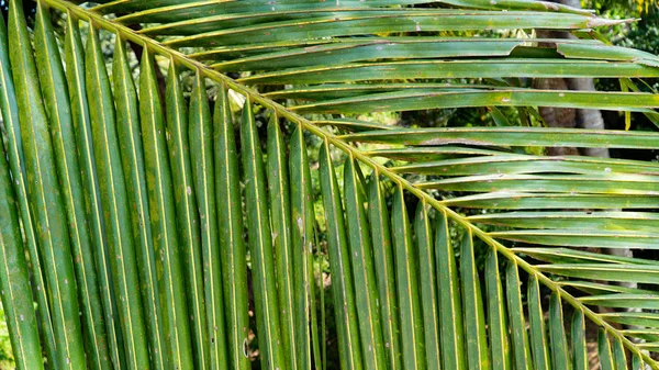 Palm Leaf Branch Closeup Background — Stock Photo, Image