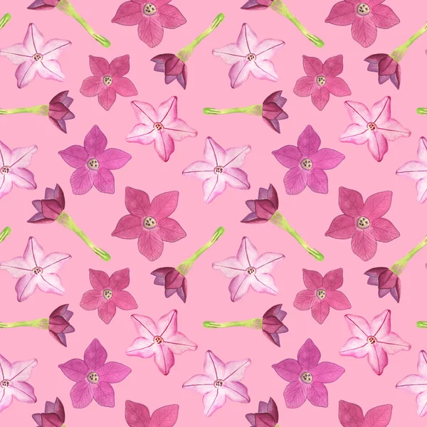 Akwarela różowy tytoń kwiaty bezszwowy wzór. Ręcznie rysowane ilustracja kwiatowa na jasnoróżowym tle dla tekstyliów, papier pakowy, kartka okolicznościowa, moda, wzór, dekoracja. — Zdjęcie stockowe