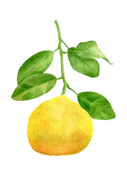 Limone acquerello con ramo e foglie. Pianta disegnata a mano isolata su fondo bianco. Illustrazione botanica per la progettazione e la decorazione, carte, avvolgimento . — Foto Stock