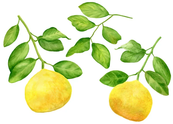 Suluboya limon dalları ve yapraklar. El yapımı narenciye bitkileri beyaz arka planda izole edilmiş. Tasarım ve dekorasyon için botanik çizim ögeleri, kartlar, ambalaj. — Stok fotoğraf