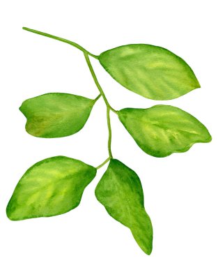 Suluboya yeşil yapraklar. Tasarım ve dekorasyon için el yapımı narenciye bitkisi elementi.