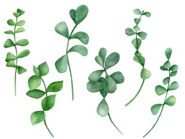 Suluboya gümüş dolar okaliptüs dalları kuruldu. Yuvarlak yapraklı elle boyanmış bitkiler. Tasarım, tekstil, kartlar, dekorasyon ve davetiye için beyaz arkaplanda izole edilmiş elementler.