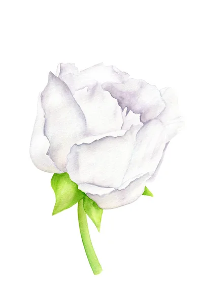Bílá akvarel Pivoňka s listy. Ručně kreslené botanické ilustrace izolované na bílém pozadí pro blahopřání, pozvání, svatba, narozeniny, dovolená a letní dekorace. — Stock fotografie